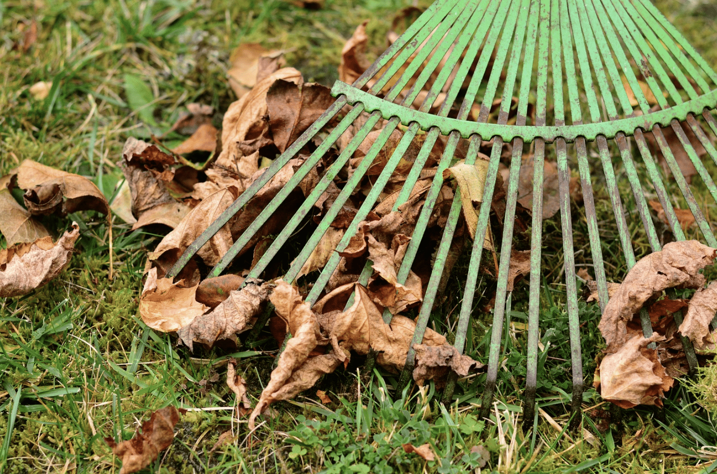 minnesota lawn maintenance tips